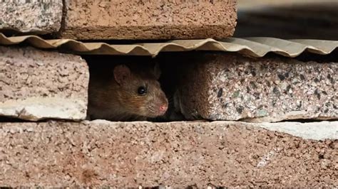 stop mice from climbing wires